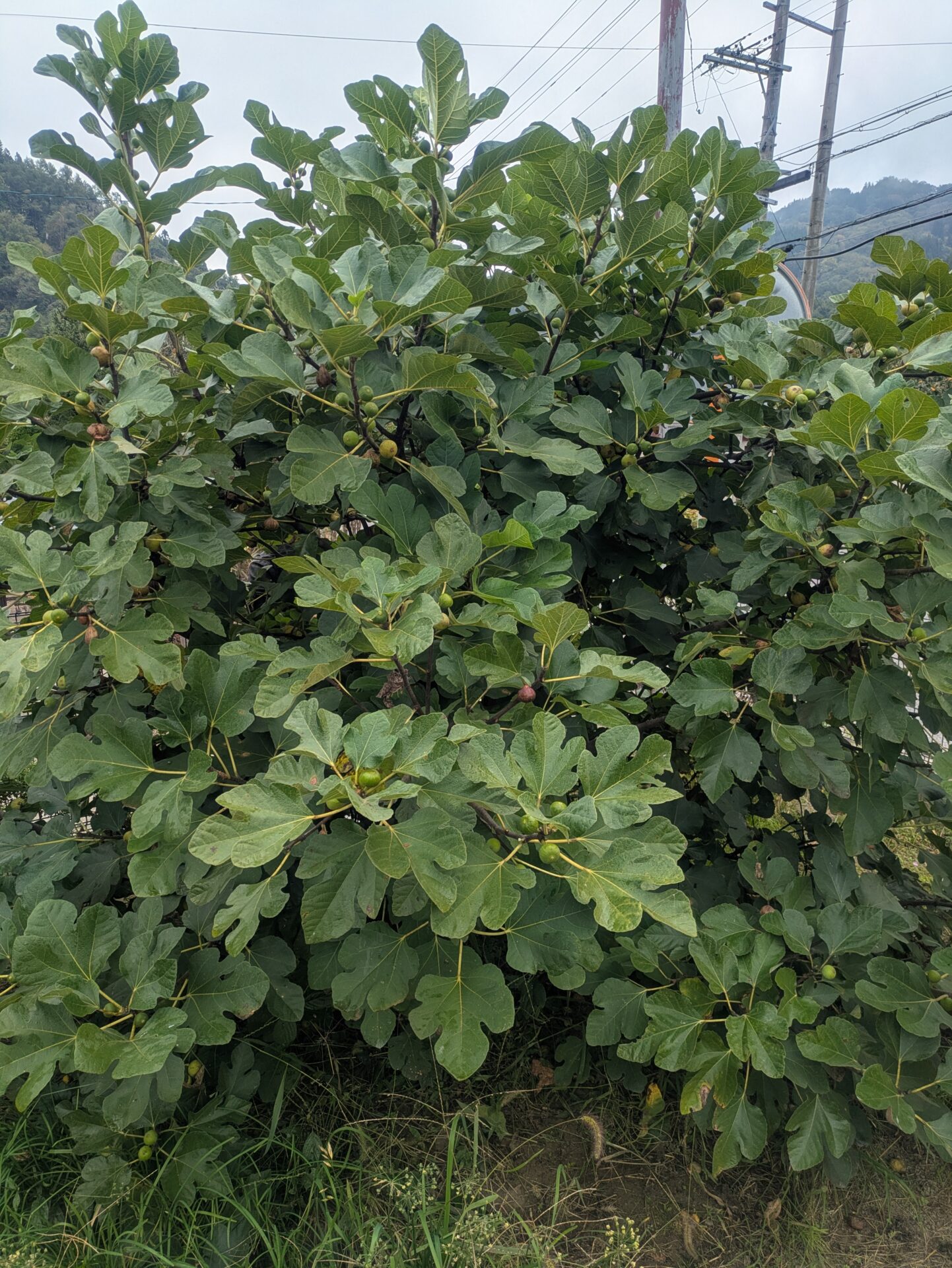 葉が大きく茂ったイチジクの木