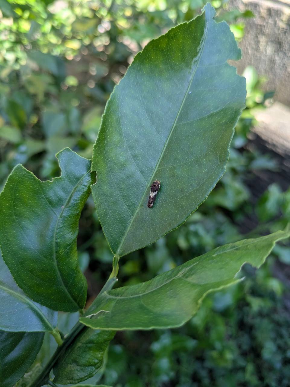 別の葉にもいたアゲハ蝶の幼虫。葉には食べた跡がある