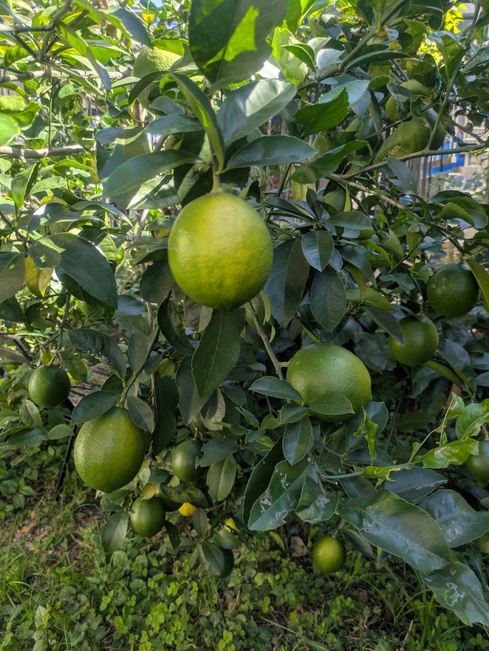 枝にぶら下がる大きなレモン。まだ緑色